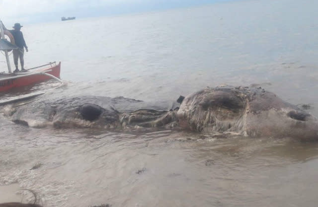 Huge 32ft 'sea creature' washes up on Philippines beach