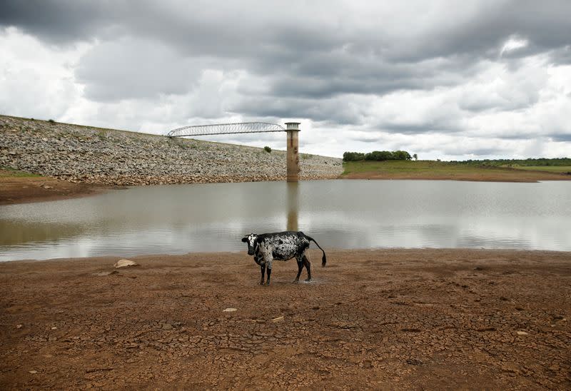 A cow stands on caked mud before a small patch of water at a dam near Bulawayo