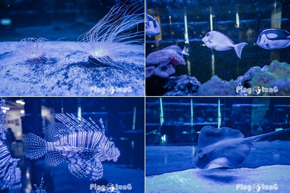 屏東農業科技園區觀賞水族展示廳