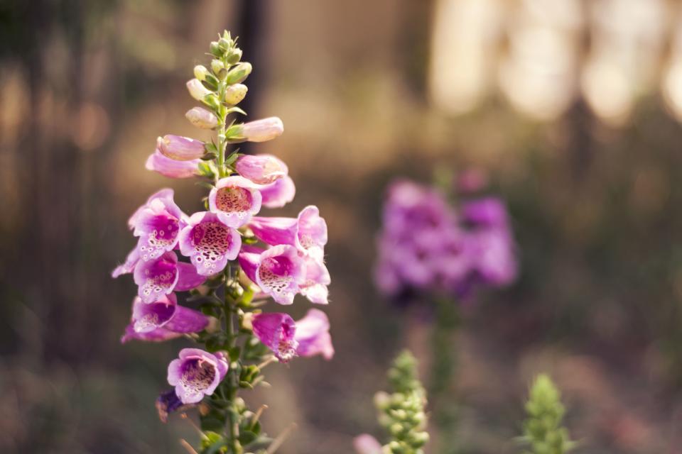 Foxglove