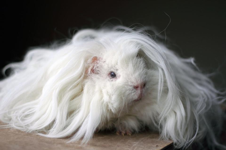 white long haired lunkarya guinea pig