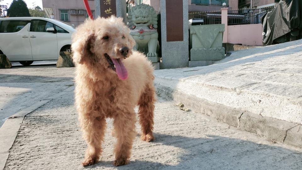 Duoduo, a poodle, was found wandering in Tai Po Village earlier, and volunteers took care of it.