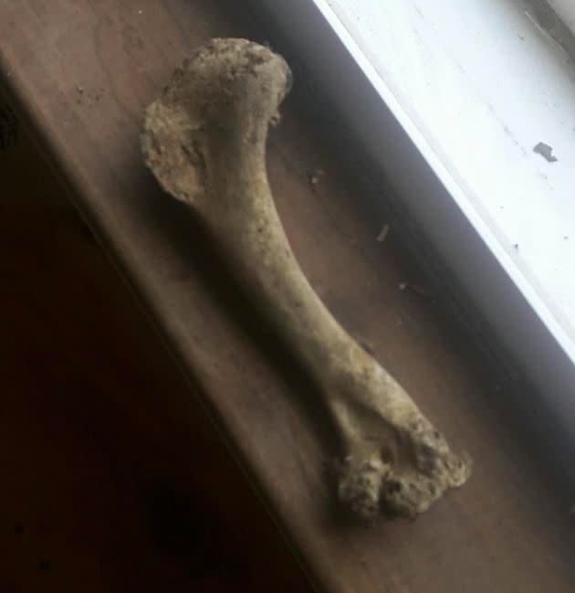 The bone the author's brother found while renovating his home (August 2017). (Photo: Courtesy of Jen Gilman Porat)