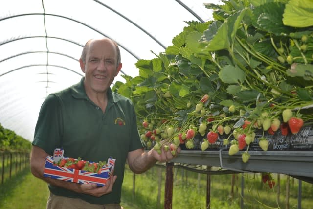 Strawaberry crops