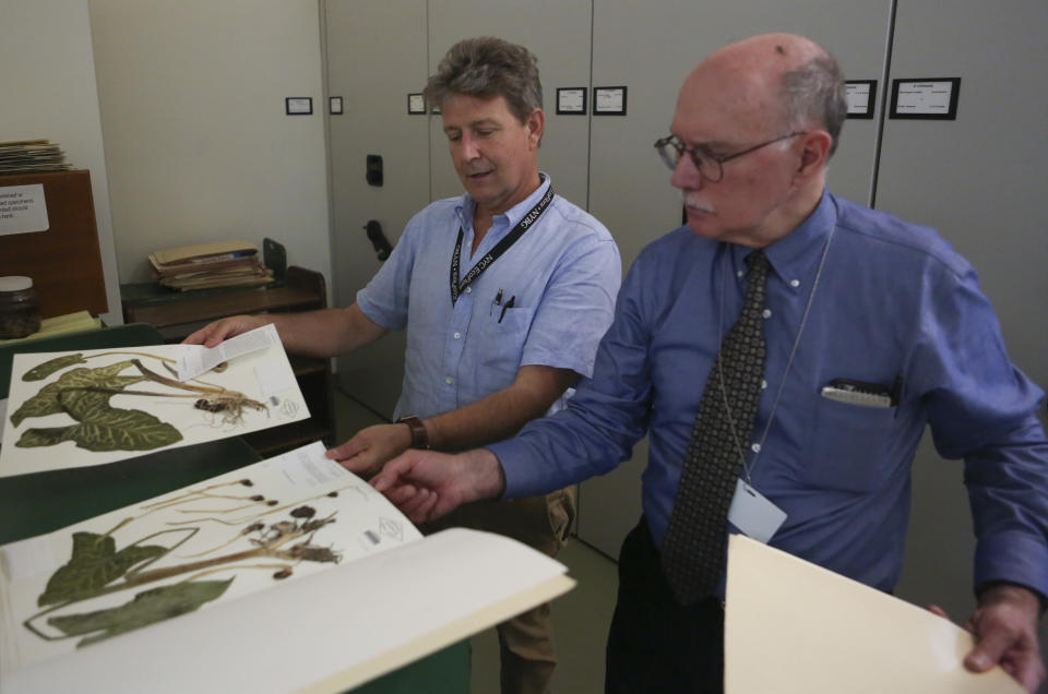 In this July 26, 2018 photo, Daniel Atha, left, and Brian Boom, right, look at two New York Botanical Garden specimens of a hardy plant called Italian arum in New York. The plant has the potential to take over and displace native species. Atha said new populations of this invasor were discovered in New York City with the help of citizen scientists. (AP Photo/Emiliano Rodriguez Mega)