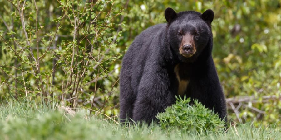 State animal (mammal): The New Mexico black bear | Photo Courtesy: NM Sec. of State