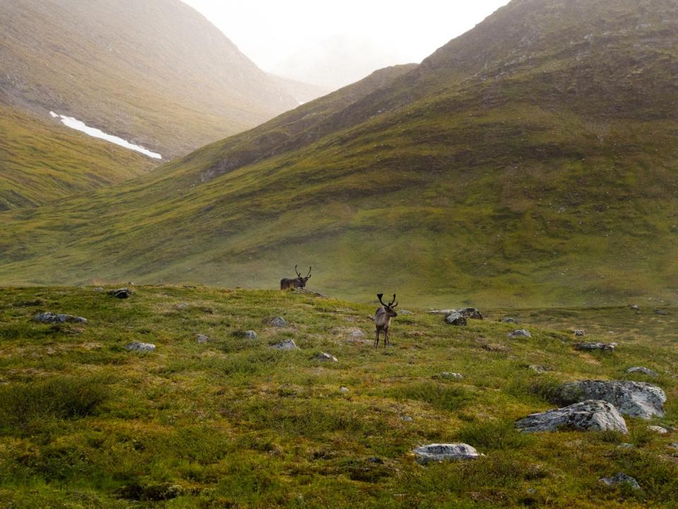 Reindeer roam through the valley in northern Lapland (Sarah Hewitt Photography)