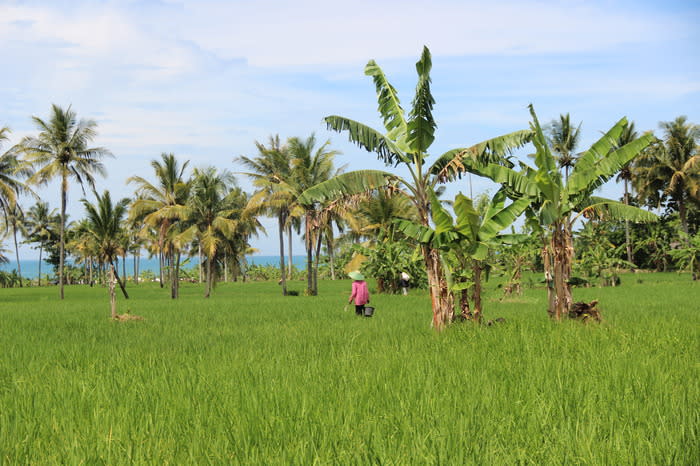 Nice view: Rice paddies you have to walk through to get to the Cimaja break.