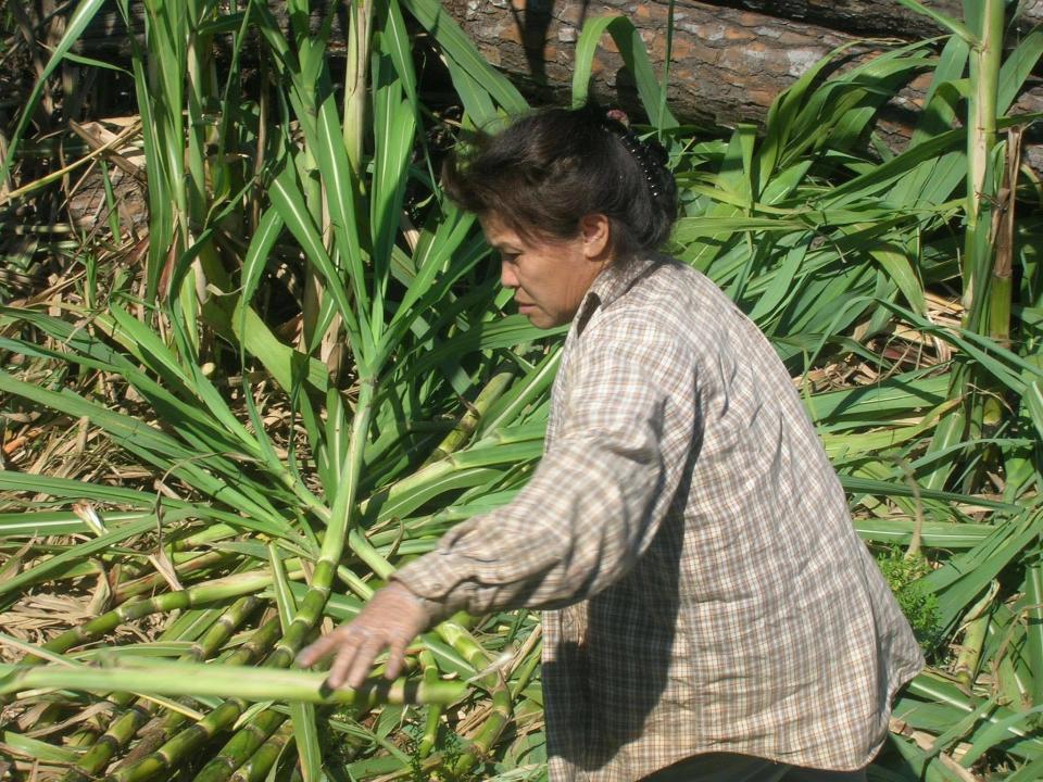 Kang Vanchiasong working on her farm in Jefferson, Georgia. Photo: Zepha Gerber