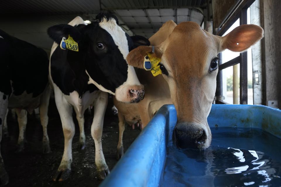 Cows look to drink water in the freestall barn on the Ted and Megan McAllister dairy farm, Monday, July 24, 2023, in New Vienna, Iowa. More intense summer heat resulting from emissions-driven climate change means animal heat stress that can result in billions of dollars in lost revenue for farmers and ranchers if not properly managed. The McAllister family installed new fans above the beds where their cows lie. (AP Photo/Charlie Neibergall)