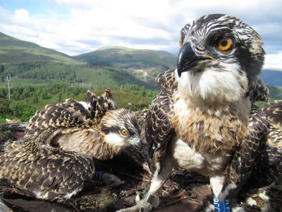 Osprey chicks 