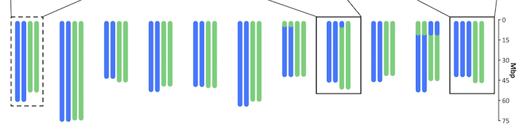 Blue and green graphical lines that show four of each chromosome