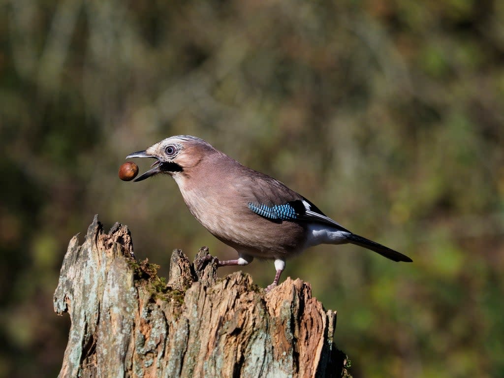 Jays may be responsible for planting as many as one in two oak trees, and  research suggests they cultivate young oaks to feed fresh new leaves to their chicks (Getty)