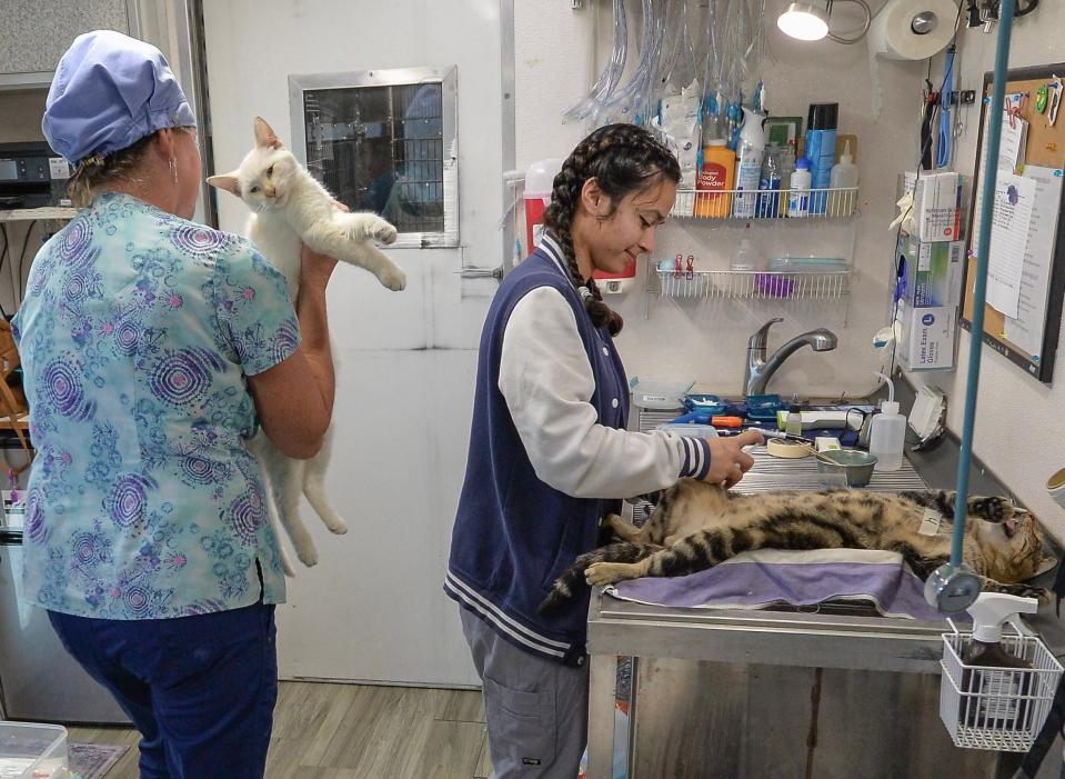 Veterinarian Dr. Julie Kittams (left), of Operation Sterilization Outreach Services, and her surgical assistant Maddie Lavial prepare feral cats for sterilization inside their mobile surgery center parked at the Humane Society of St. Lucie County on Wednesday, Oct. 25, 2023, in Port St. Lucie..