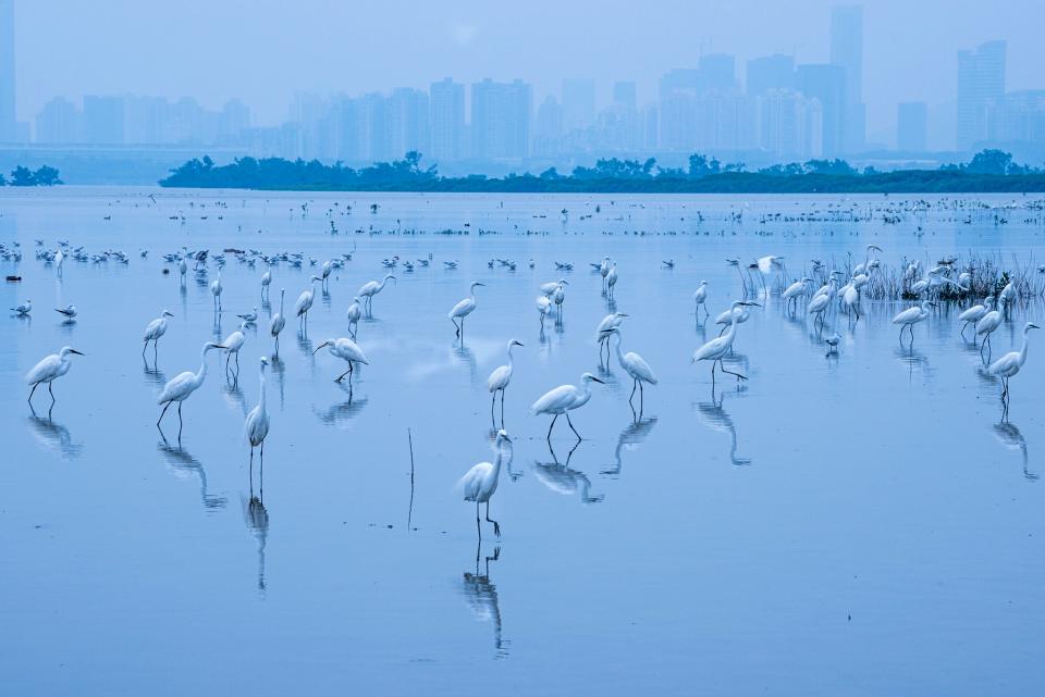 Great egrets in the wetlands of the Mai Po Nature Reserve in Hong KongJoseph Dominic Anthony/Wildlife Photographer of the Year