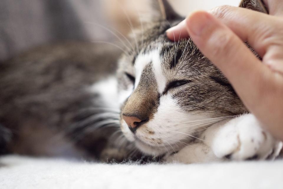 petting sleepy cat