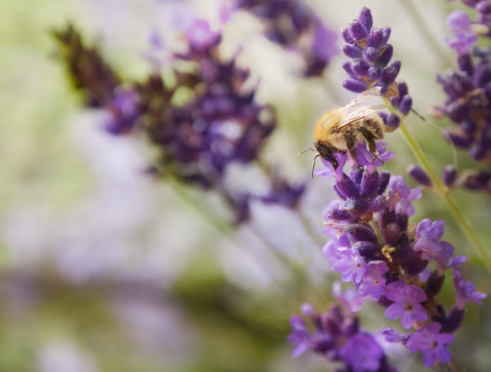 Bee on the Lavender