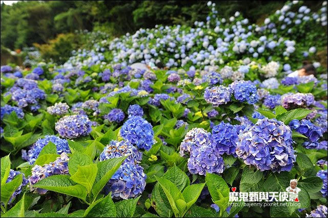 陽明山竹子湖繡球花地圖懶人包~2015/6/9花況（上篇）