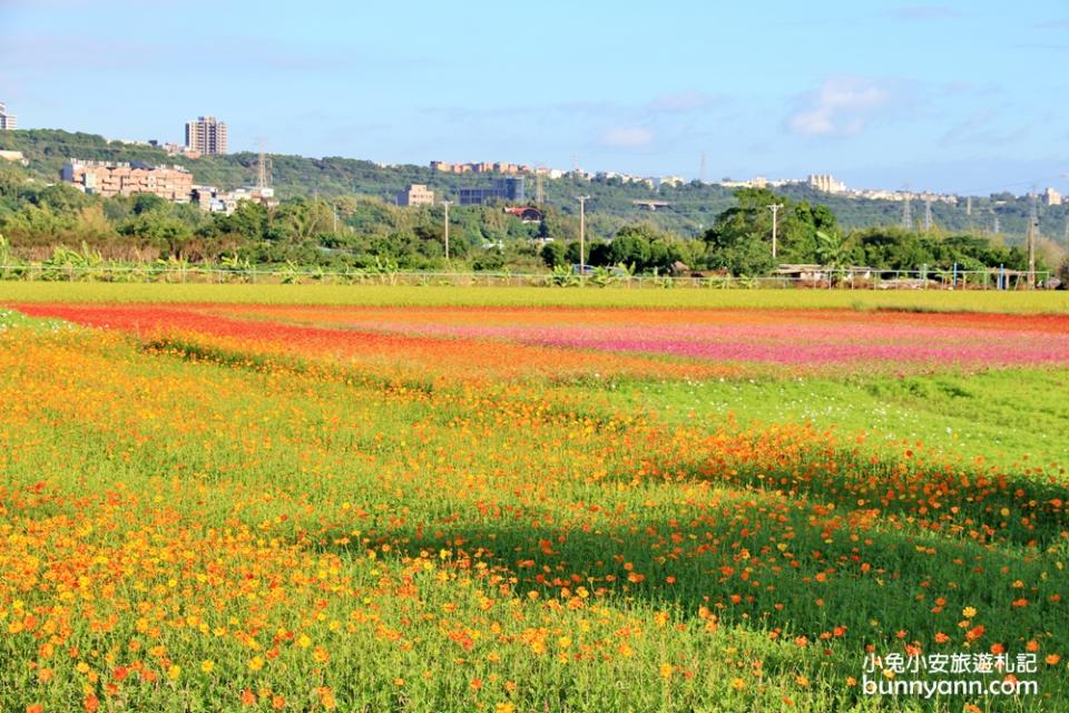 2019桃園花彩節大溪展區，夢幻花海迷宮、彩虹花田浪漫登場