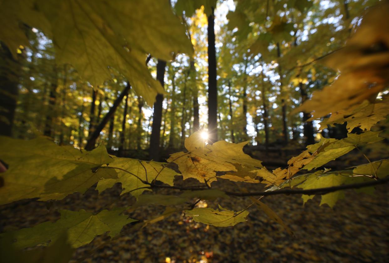 Sun rise shines through the thick colorful canopy in Washington Grove in Rochester Monday, Nov. 1, 2021. 