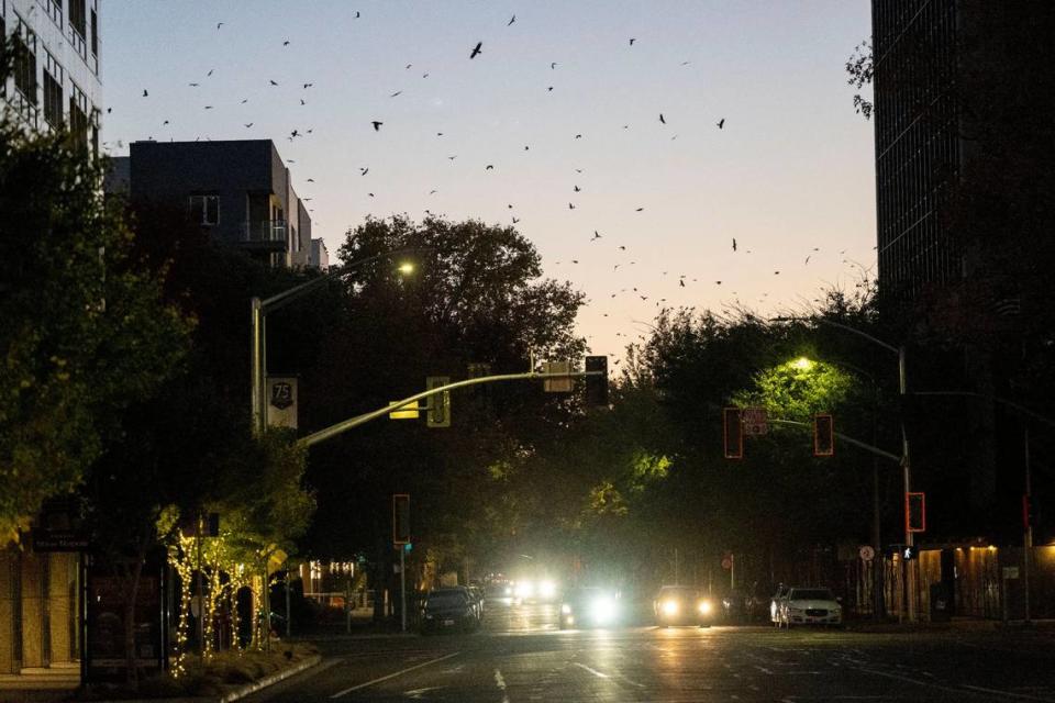 Crows fill the skies above downtown Sacramento as they search for places to sleep for the night on Friday. The Downtown Sacramento Partnership has hired a falconry service to help manage the crow population by using trained falcons to humanely push the crows out of the area.