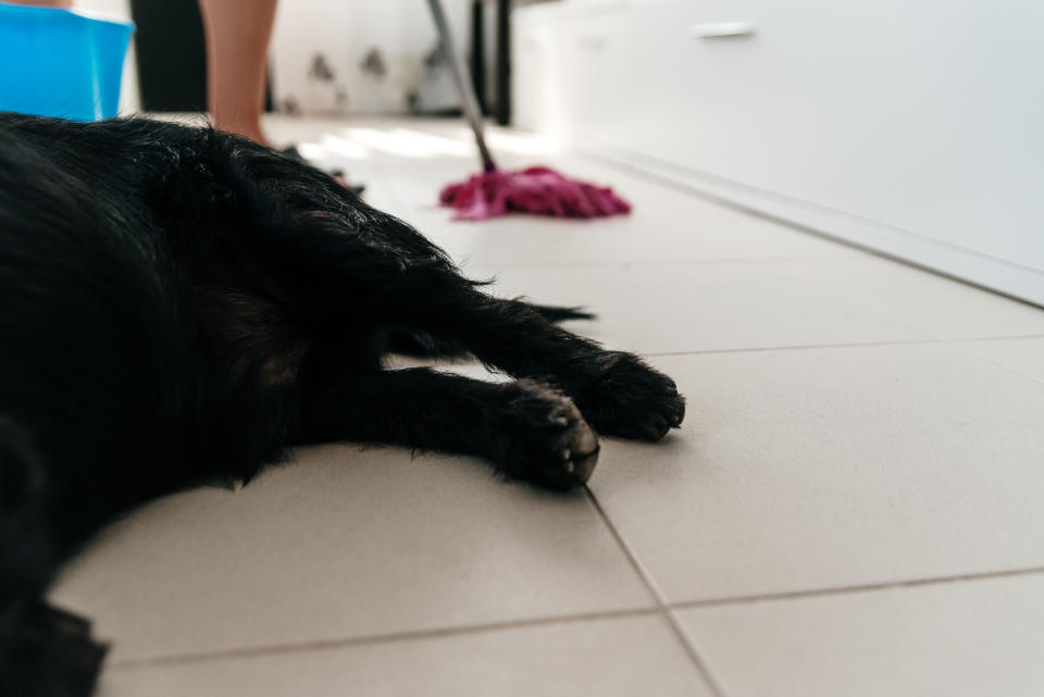 dog's paws in foreground with woman mopping behind