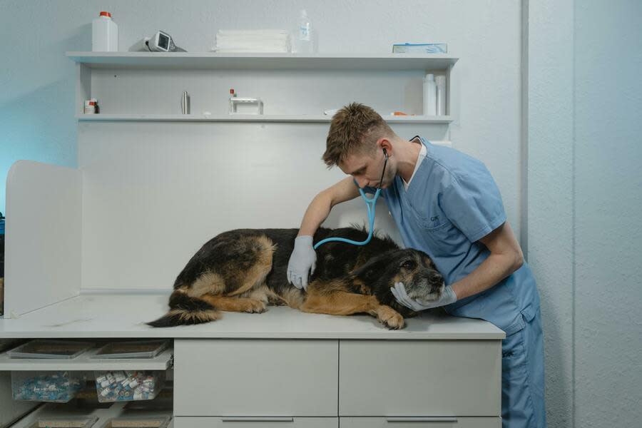 專家指出，獸醫時常是動物檢疫的第一道防線，獸醫短缺恐怕還會提高公衛風險。（Photo by Tima Miroshnichenko on Pexels）