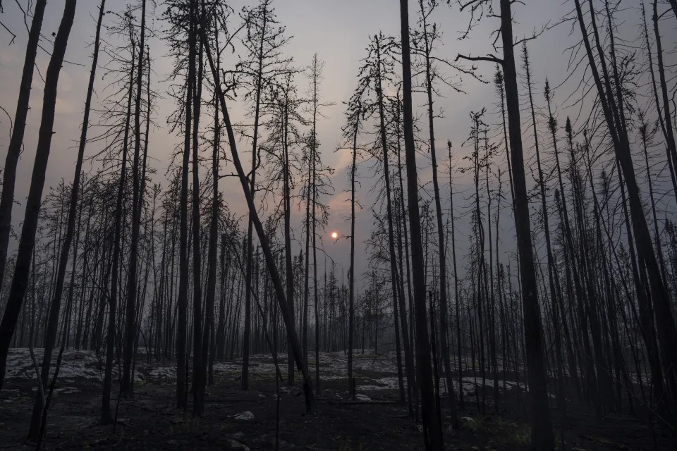 Burned trees in a forest.