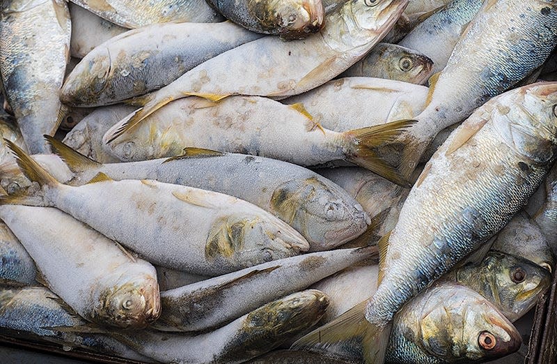 Menhaden are a critical food source for striped bass in the Chesapeake Bay.