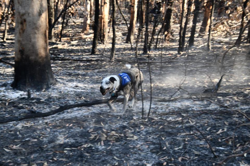 Koala detection dog