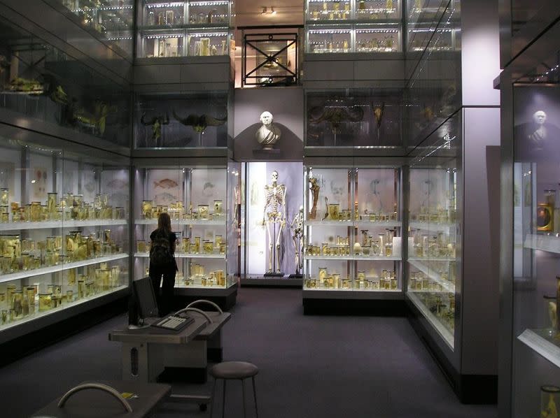 Sala del museo Hunterian de Londres en la que se exhibe el esqueleto de Charles Byrne. (Crédito imagen: Wikipedia).