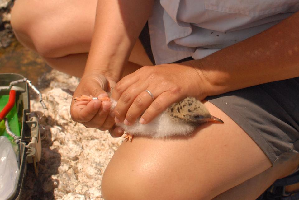 Elizabeth Craig, director of seabird research for the Shoals Marine Laboratory, a unit of Cornell University and the University of New Hampshire, shows the band she placed on a baby tern's leg.