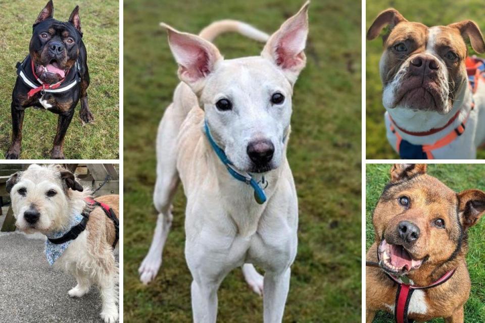 Here are 5 dogs looking for a forever home at the RSPCA centre in Bradford <i>(Image: RSPCA Halifax, Huddersfield, Bradford & District)</i>