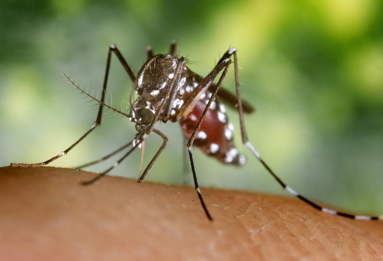 Un Aedes albopictus ou moustique tigre (image d’illustration)