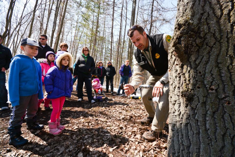 A demonstration on how to tap a tree for its syrup at the L.H. Barkhausen Waterfowl Preserve in Suamico.