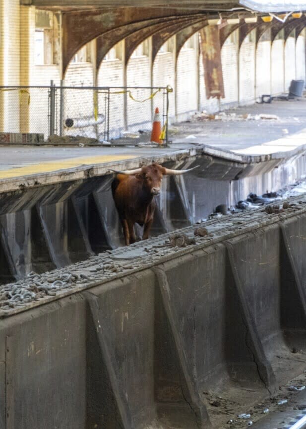A bull stands on the tracks at Newark Penn Station, Thursday, Dec. 14, 2023, in Newark, N.J. A loose bull on the tracks at the New Jersey train station has snarled rail traffic. New Jersey Transit released a photo of the horned bovine apparently standing on the tracks at Newark Penn Station. (Courtesy of New Jersey Transit via AP)