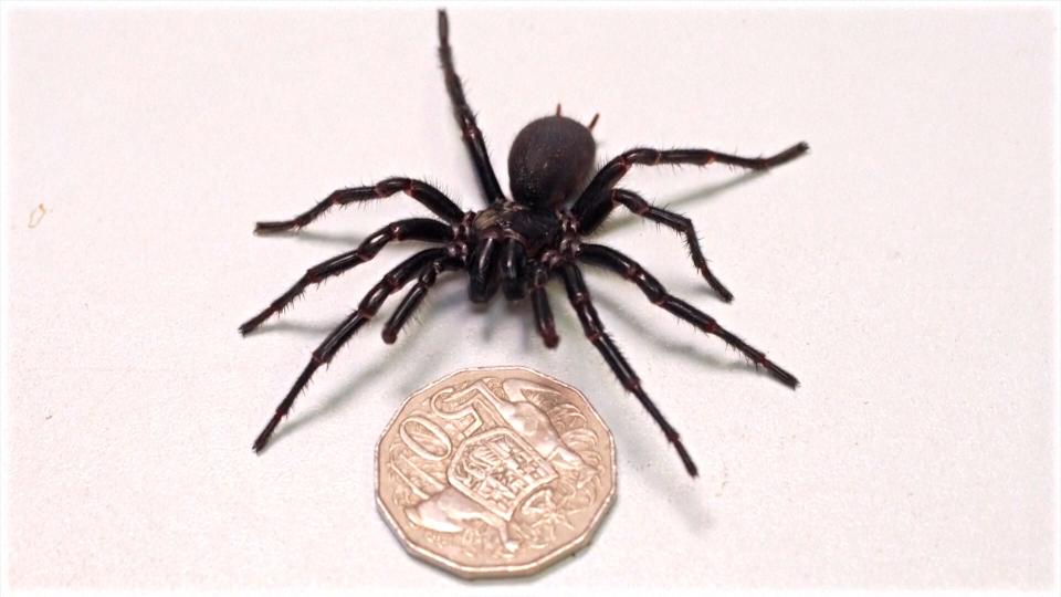 Wildlife experts at the Australian Reptile Park in Somersby on Australia's Central Coast recently found the largest known male specimen of a poisonous spider. Measuring 7.9 cm (3.11 inches), the arachnid, named Hercules, is the biggest male funnel-web spider ever had handed into the wildlife sanctuary.