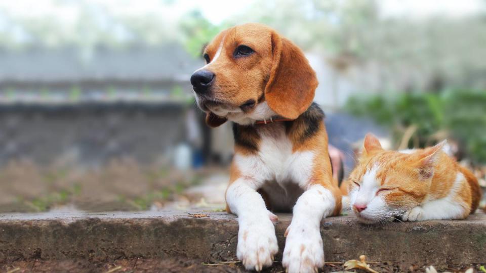 Assurance chien et chat