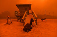 <p>Llamas are tied to a lifeguard stand on the beach in Malibu as the Woolsey Fire comes down the hill on Nov. 9. 2018. (Photo: Wally Skalij/Los Angeles Times via Getty Images) </p>