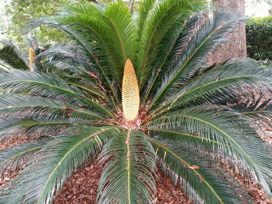 This male sago bears a long pollen cone in summer.