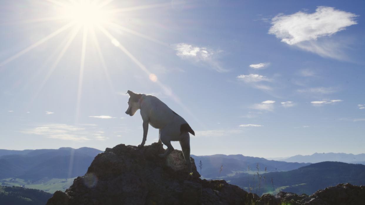  Jack Russell Dog reaches mountain top summit on beautiful sunny day. 