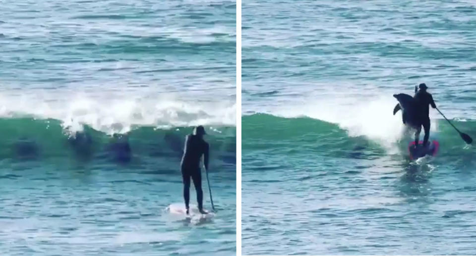 Paddleboarder Andrew came off second best when a dolphin leapt from an approaching wave. Source: 7News