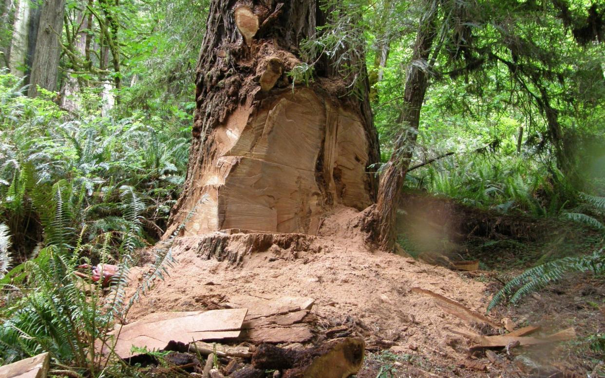 Redwood trees like these are ‘the rhino horn of the American West,’ according to one ranger. The same can be said of cedars and Douglas firs - Courtesy of Redwood National and State Park