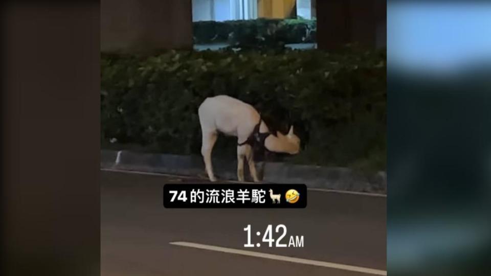 羊駝在路邊吃草。（圖／民眾提供）