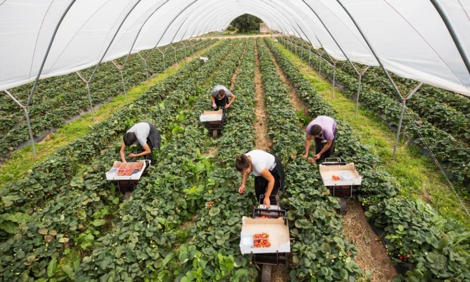 Fruit pickers on a farm in Hereford.