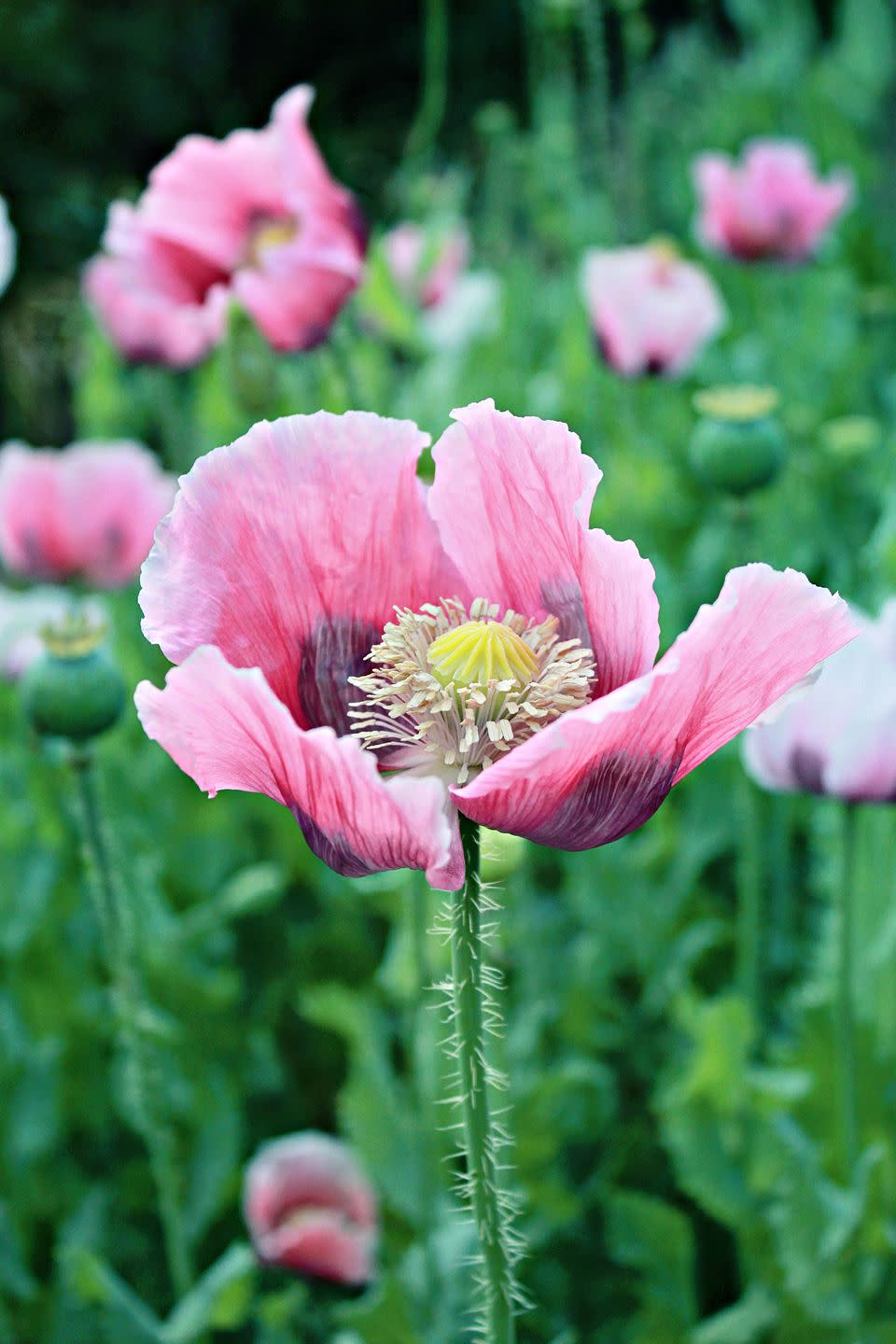 Perennial Poppies