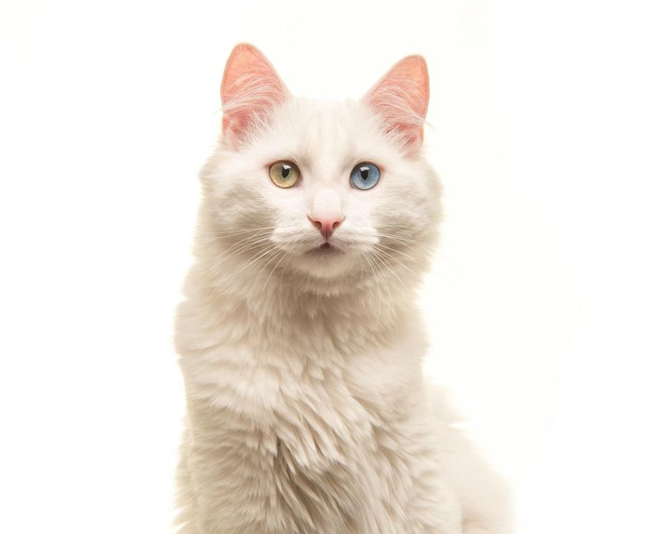 Turkish Angora