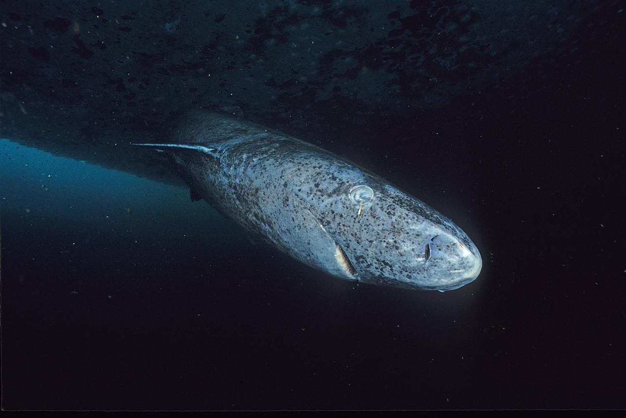 Greenland_shark