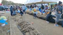 Volunteers make improvised oil-blocking buoys after a bulk carrier spill, on the Mahebourg waterfront