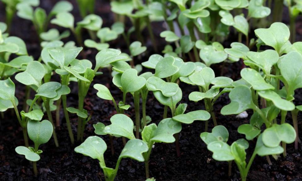 Choy sum seedlings.